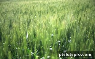 pt电子游戏深度解读：每日首存返利如何成为你的电竞资金加速器？