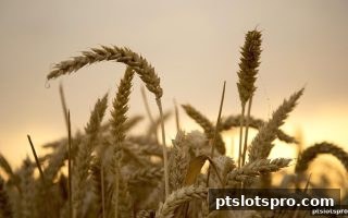 pt电子游戏平台福利解密：签到奖励与不计输赢返水机制全攻略